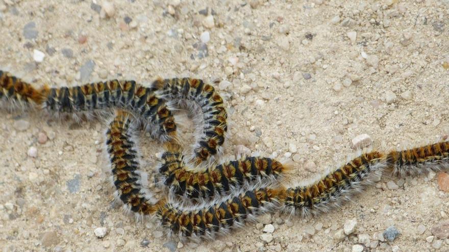 La ausencia de frío y lluvias adelanta la presencia de este molesto insecto en Mallorca