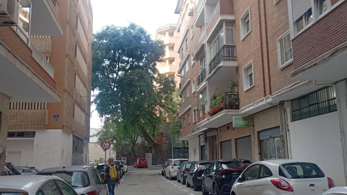 La tipuana inclinada, desde la calle Ravel, en La Paz, a comienzos de este mes.