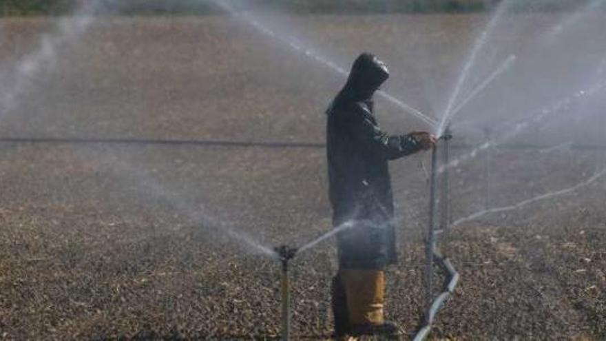 Un agricultor zamorano riega un terreno con el sistema de aspersión.