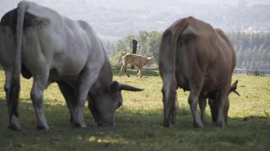 Vacas de raza rubia gallega en una explotación de Trabancas (Agolada).  // Bernabé/Gutier