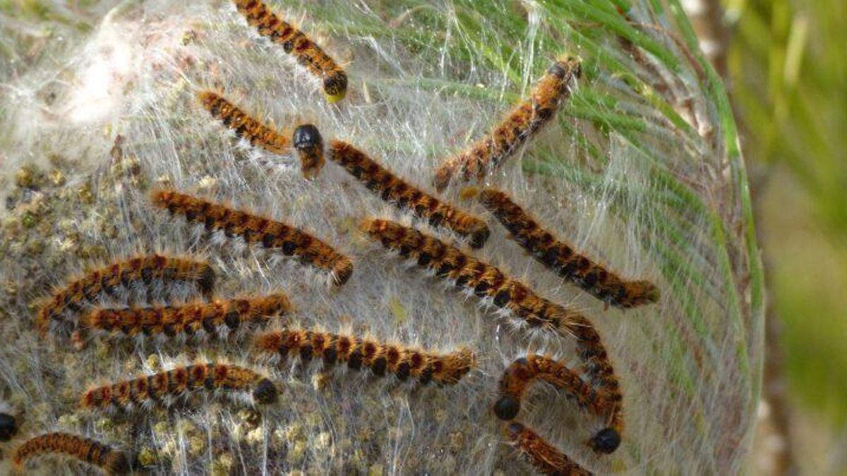 Oruga procesionaria.