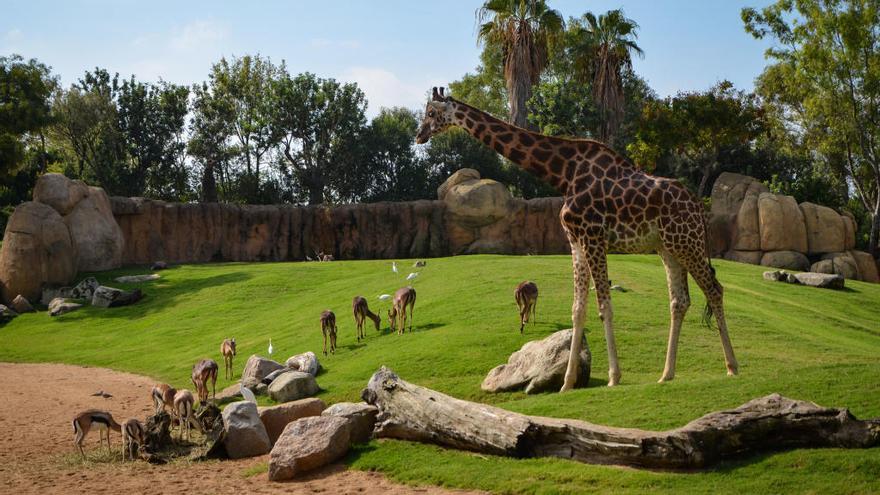 El compromiso de Bioparc con las especies en peligro de extinción busca una fuerte vinculación con la vida silvestre de nuestro entorno.