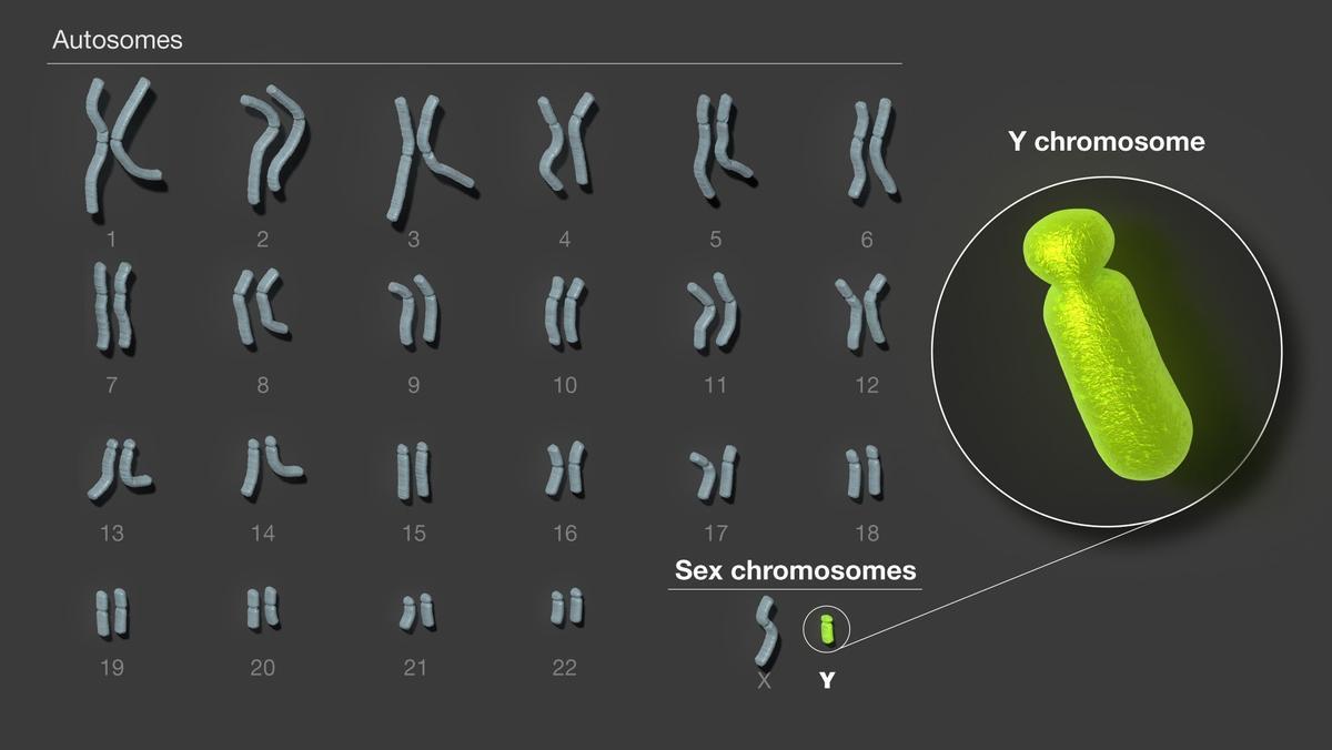 Desxifrat el cromosoma Y, última peça restant del genoma humà