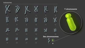 Descifrado el cromosoma sexual masculino, última pieza restante del genoma humano.