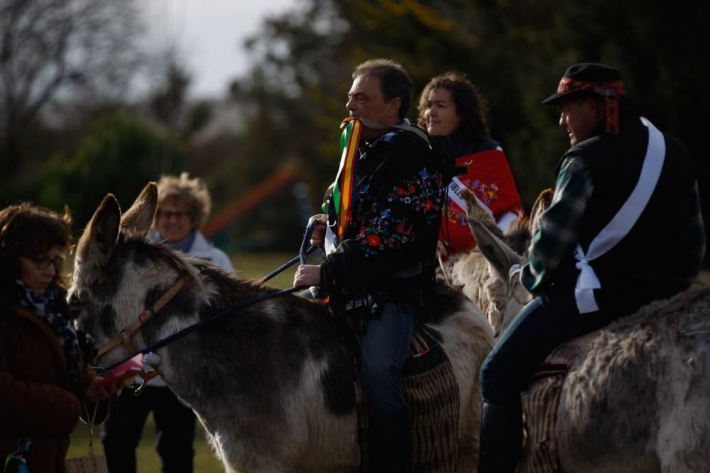 Carrera de cintas en burro en Molacillos.