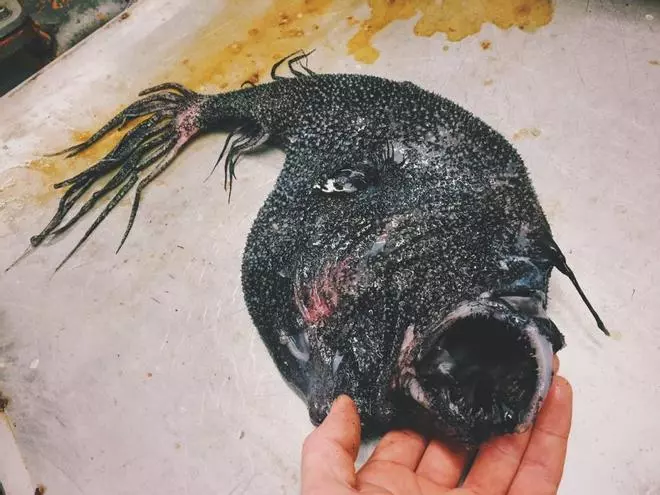 Els peixos més esgarrifosos de l'oceà