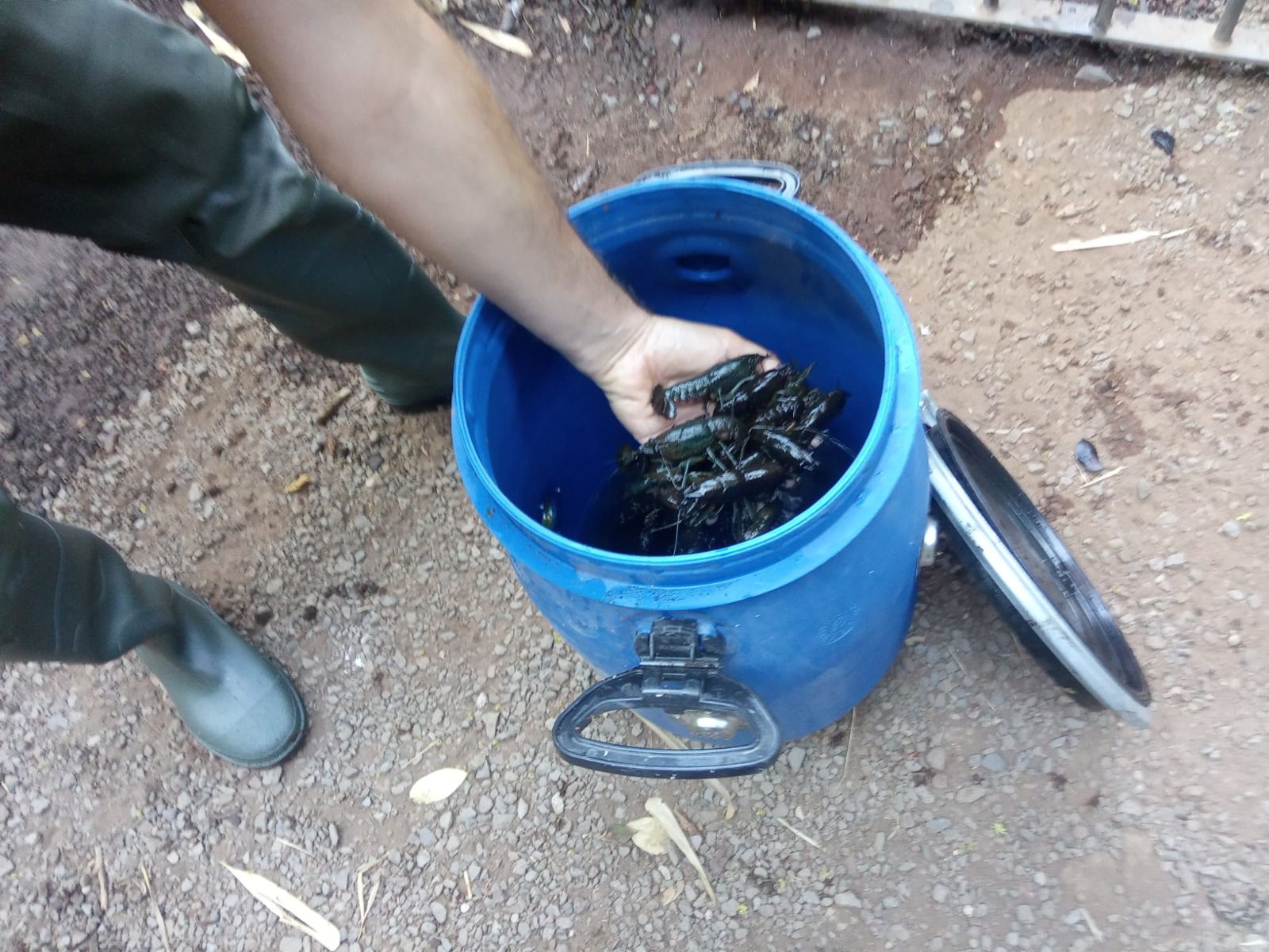 Comienzan los trabajos contra los cangrejos del río que aparecieron en el parque García Sanabria