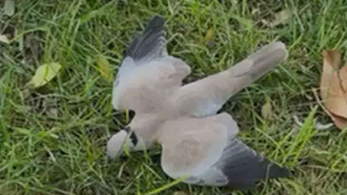 La misteriosa muerte de palomas en los parques de Vila-real