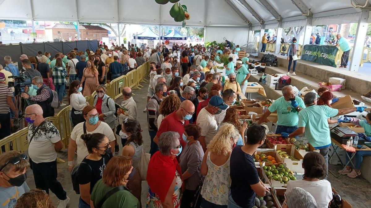 Vista general de la VI Feria del Aguacate en Arguineguín.