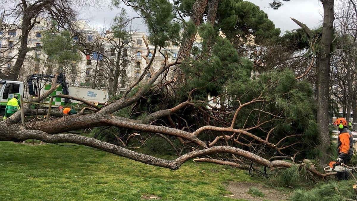 Lugar donde ha fallecido un niño tras caerle una rama de un árbol en el Parque del Retiro, este sábado.