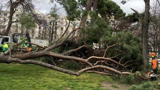 Un niño de 4 años muere al caerle encima un árbol en el parque del Retiro