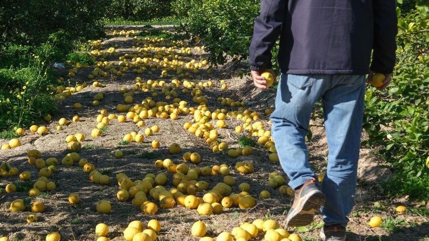 La nueva campaña del seguro de cítricos &quot;castiga&quot; a los agricultores alicantinos