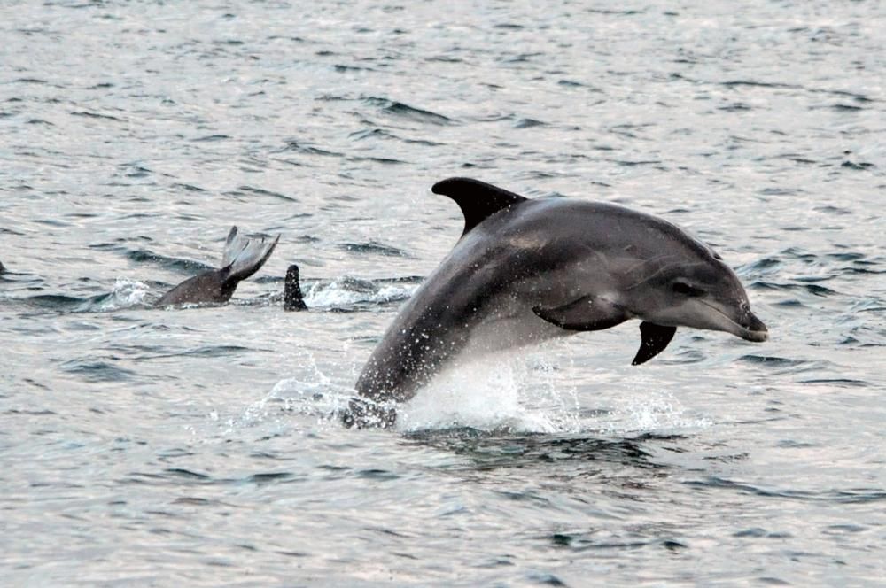 Baile de delfines en la Ría de Arousa