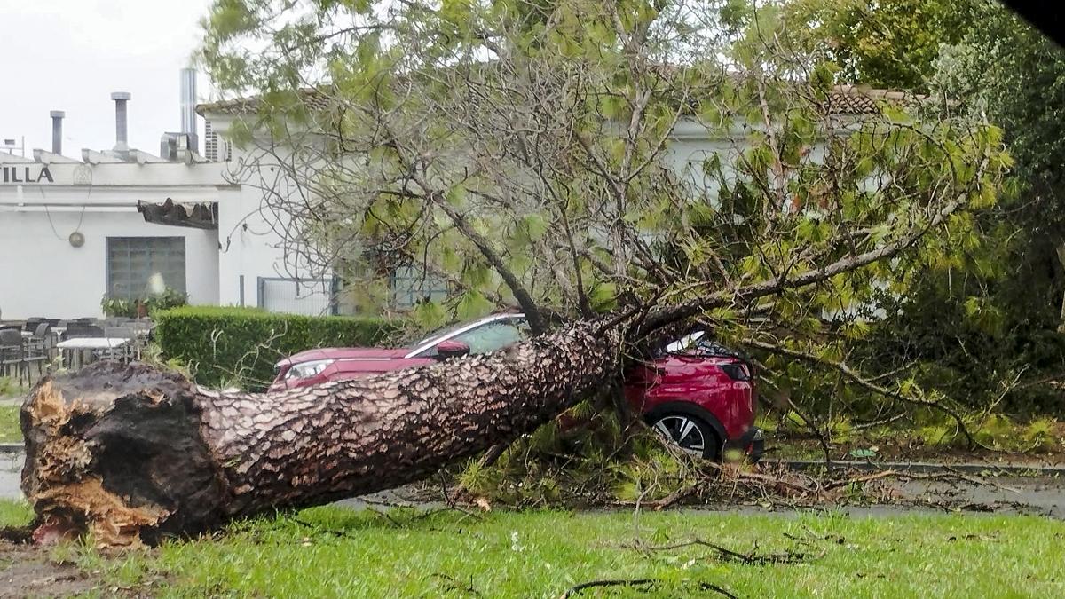 Varios arboles de grandes dimensiones caídos por el fuerte temporal de viento sobre los coches en el barrio de la Motilla en Dos Hermanas (Sevilla) y que han impedido el acceso al trafico a este barrio.