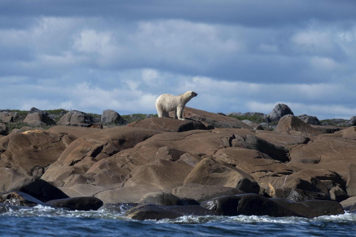 Así viven los osos polares en Hudson Bay, cerca de Churchill (Canadá).