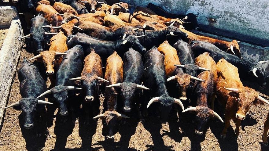 La ganadería de Daniel Ramos sustituirá a Miura en las novilladas de Calasparra