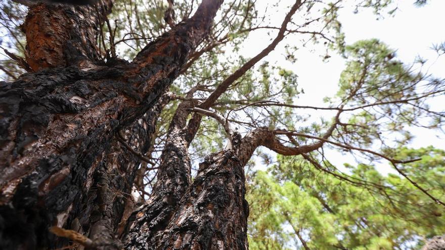 El pino canario de La Palma exhibe su fortaleza y rebrota diez años después del gran incendio