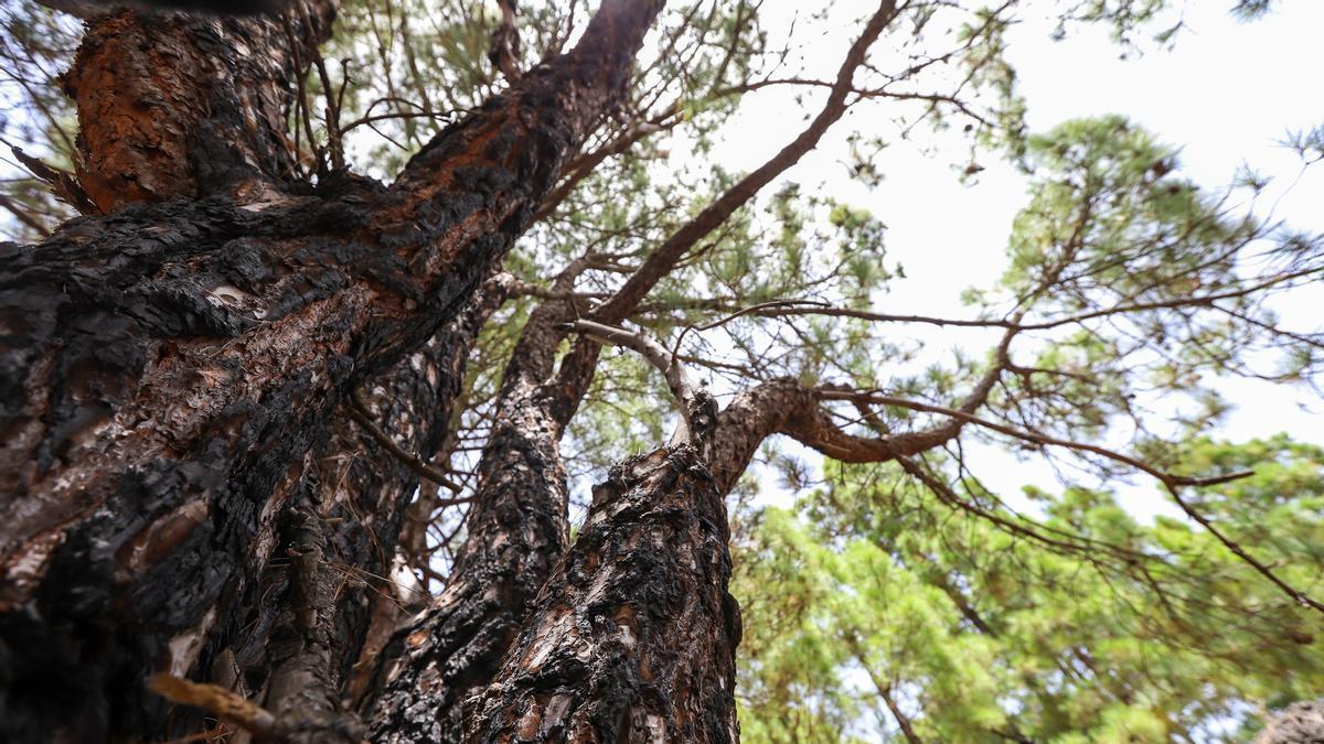 Pinos canarios en los montes de La Palma, que se han regenerado tras el incendio de hace 10 años.