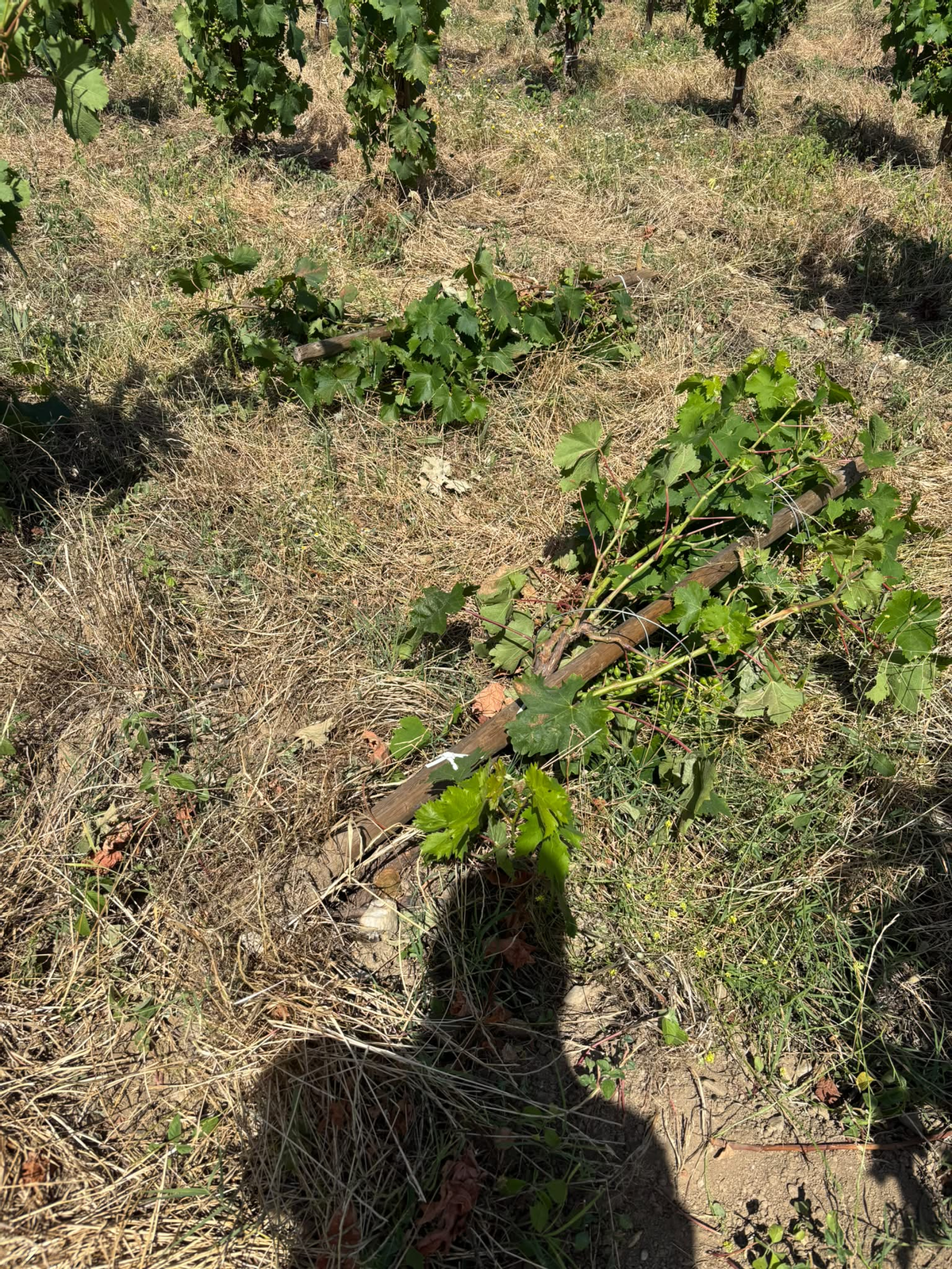 Denuncien que una desena de vaques entren a la vinya de Llançà, des de fa dies, arrassant amb els cultius.Imatges de la vinya fa deu dies, ara esta pitjor,Una altr aimatge dela destrossa.