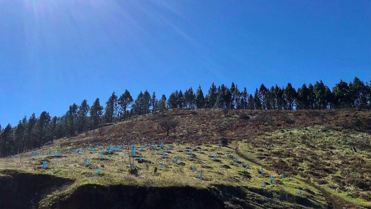 Bosque plantado en Canarias