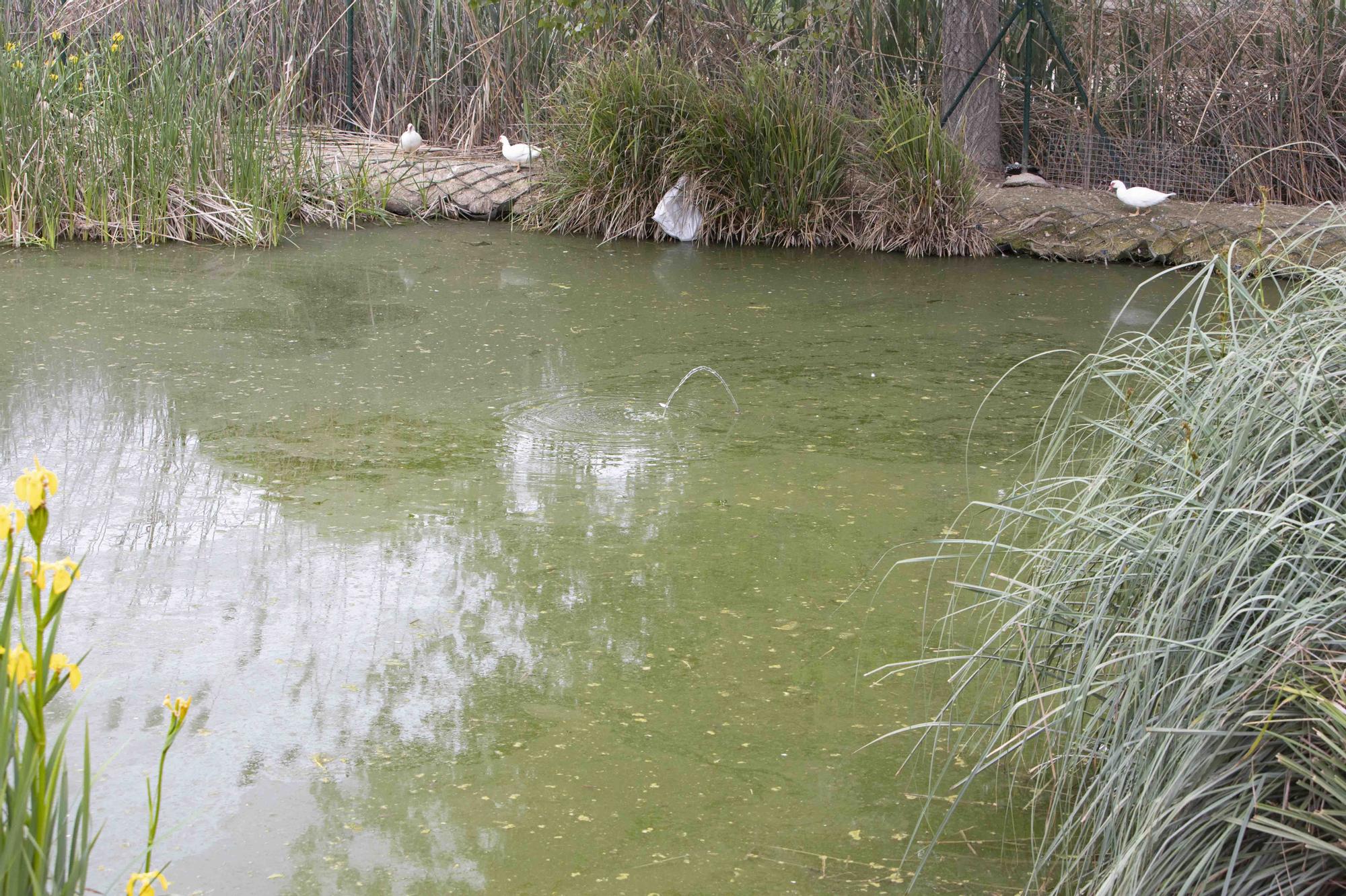 La insalubridad impera en la "charca artificial" de Canals