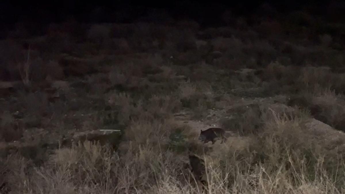 Una manada de jabalíes en la desembocadura del río Seco en El Campello