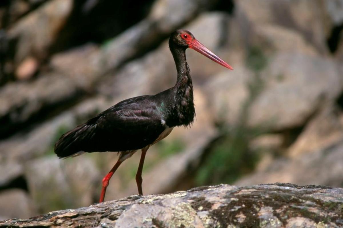 Un ejemplar de cigüeña negra.