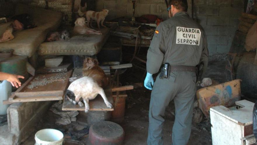 Un agente en el momento en el que localizaron a los 18 perros // Guardia Civil