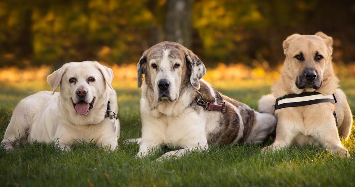 dogs-2942441 1280 dogs-2942441 1280