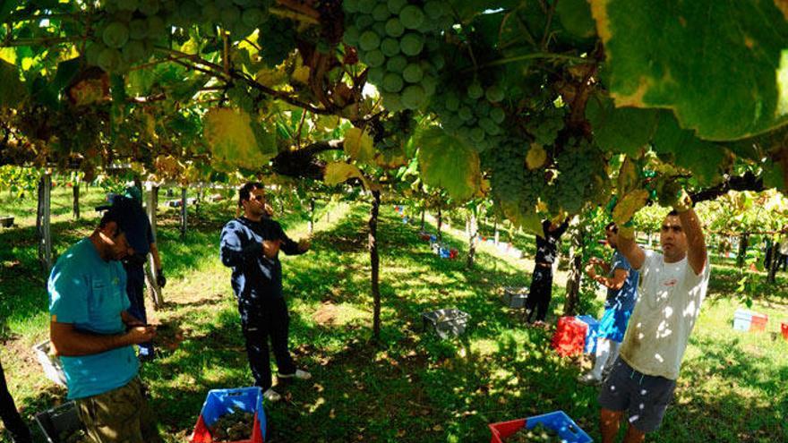 Campaña de vendimia en la bodega Agro de Bazán, perteneciente a la DO Rías Baixas. // Iñaki Abella