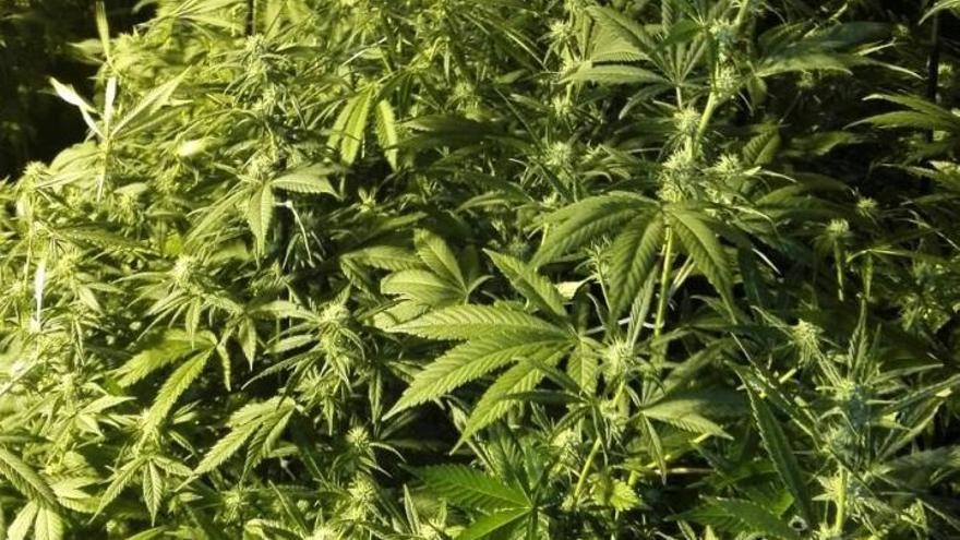 La Policía Nacional en Córdoba se incauta de más de 300 plantas de marihuana