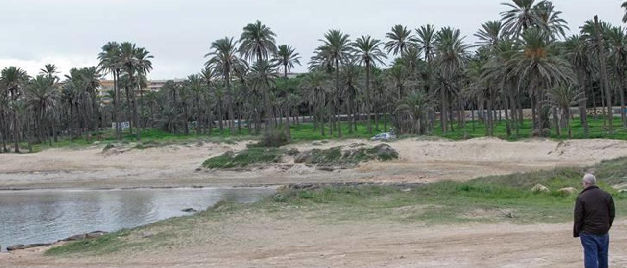 Costas autoriza a los propietarios del paraje de Ferrís a levantar un muro entre la playa y el palmeral