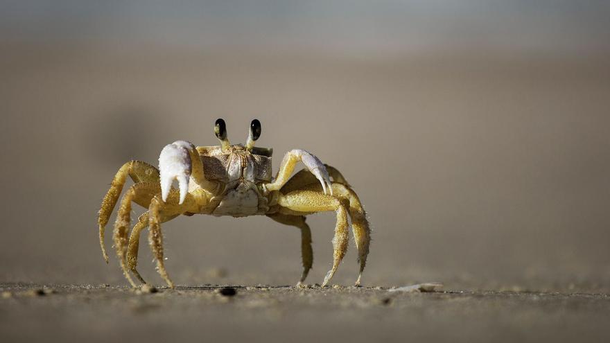 Crustáceos y moluscos pueden perder sus caparazones por el calentamiento del mar