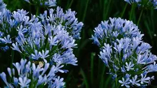 Un paseo por la naturaleza en el carril bici entre Glòries y Navas: estas son todas las especies de plantas diferentes que te puedes encontrar
