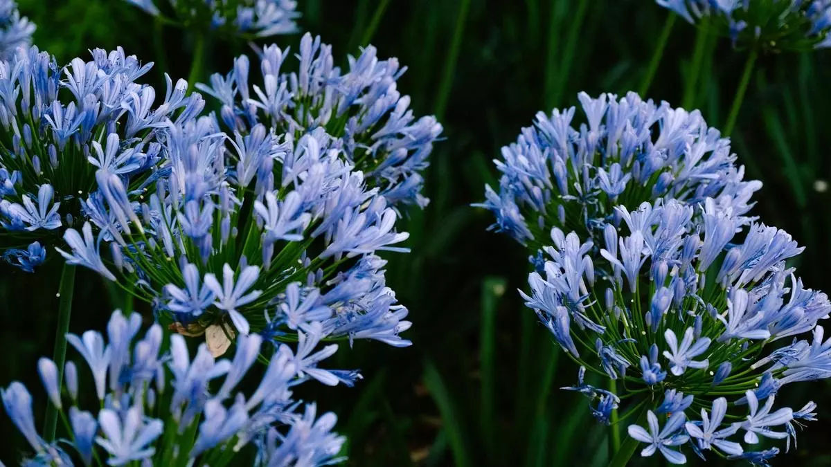 Un paseo por la naturaleza en el carril bici entre Glòries y Navas: estas son todas las especies de plantas diferentes que te puedes encontrar