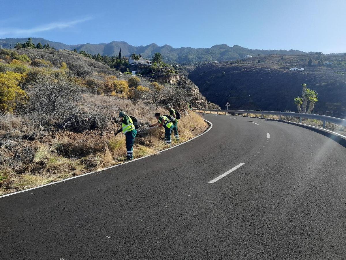 Una cuadrilla de trabajadores contratados por el Cabildo de La Palma limpian una cuneta.