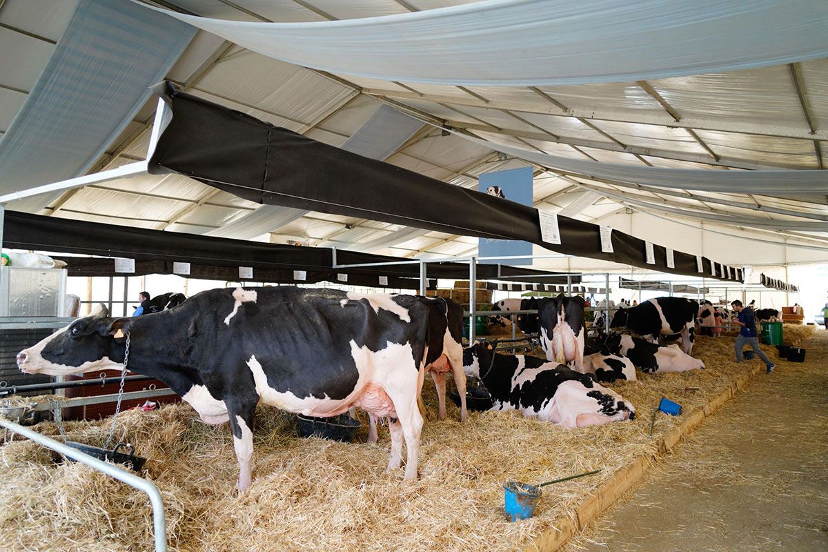 Feria de ganado vacuno holstein en Dos Torres