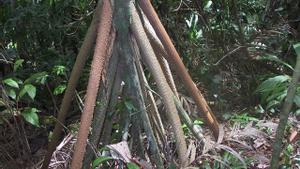 Raíces en forma de “zancos” de Socratea exorrhiza, en el Parque Nacional La Amistad, Costa Rica.