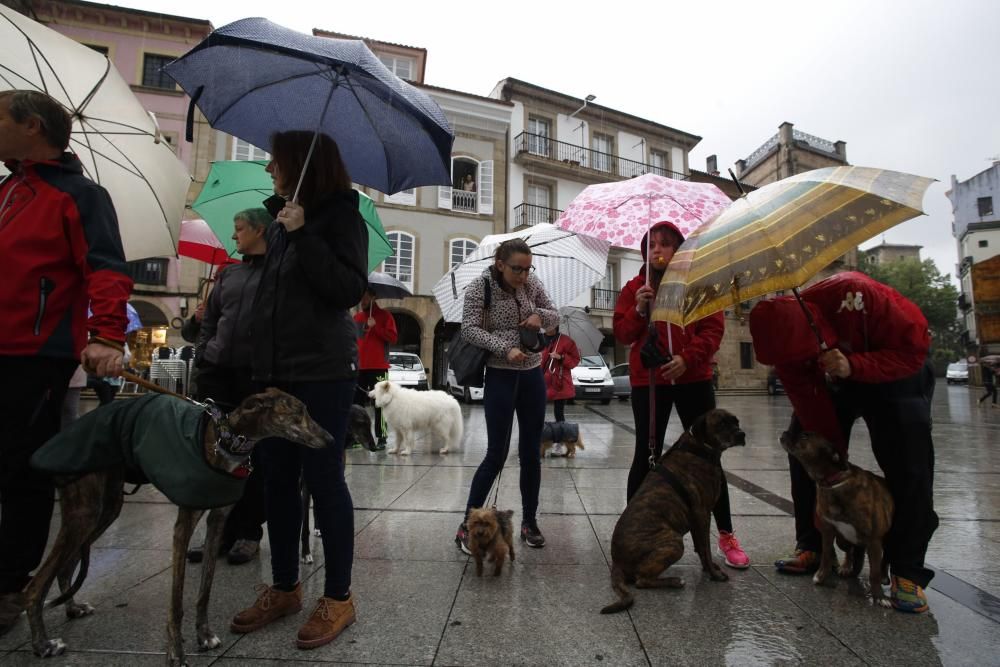 Concentración para reclamar un albergue de animales en Avilés