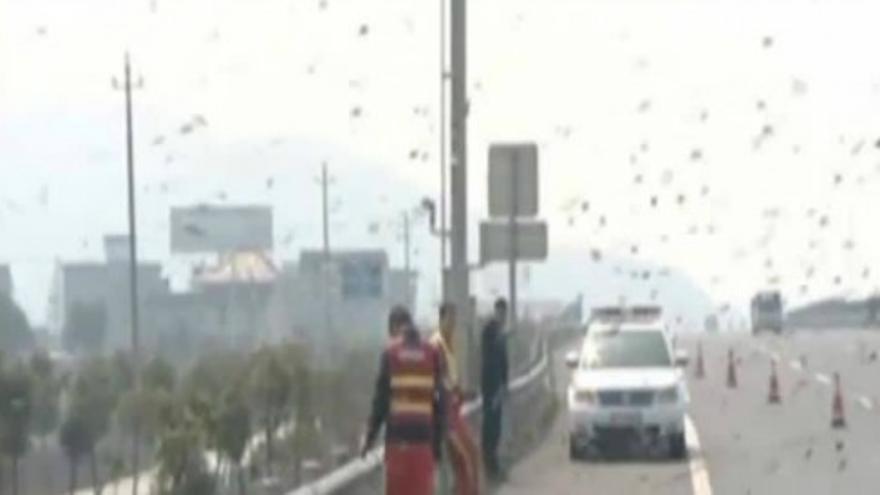 Una nube de abejas en plena autopista