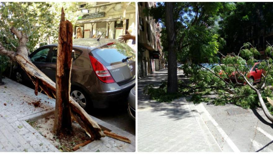 El viento de poniente tumba dos árboles en València