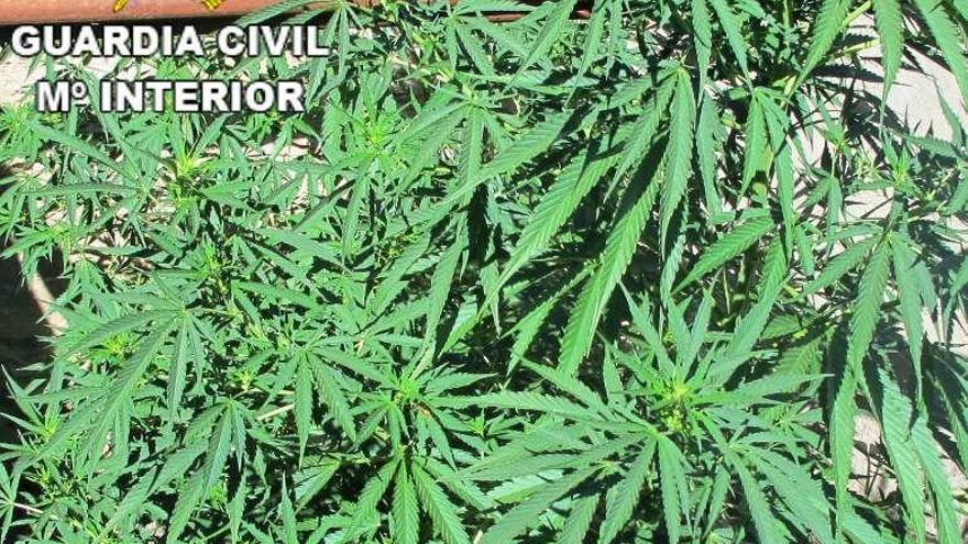 Una plantación de marihuana descubierta en la provincia.