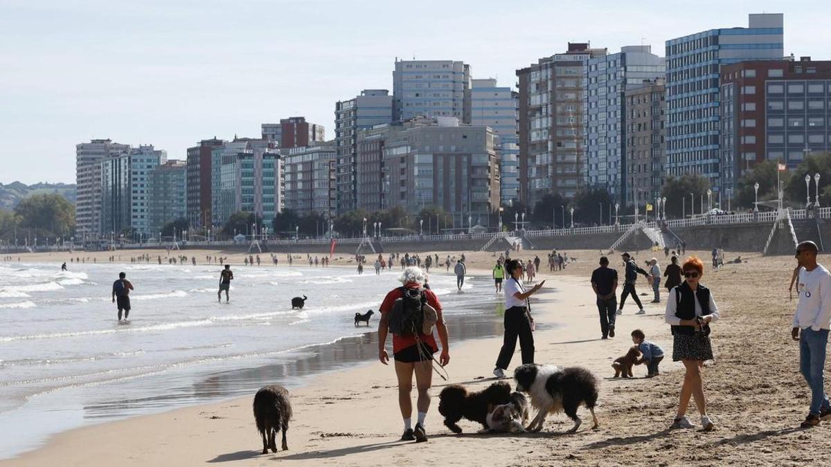 Los perros vuelven a la playa de San Lorenzo