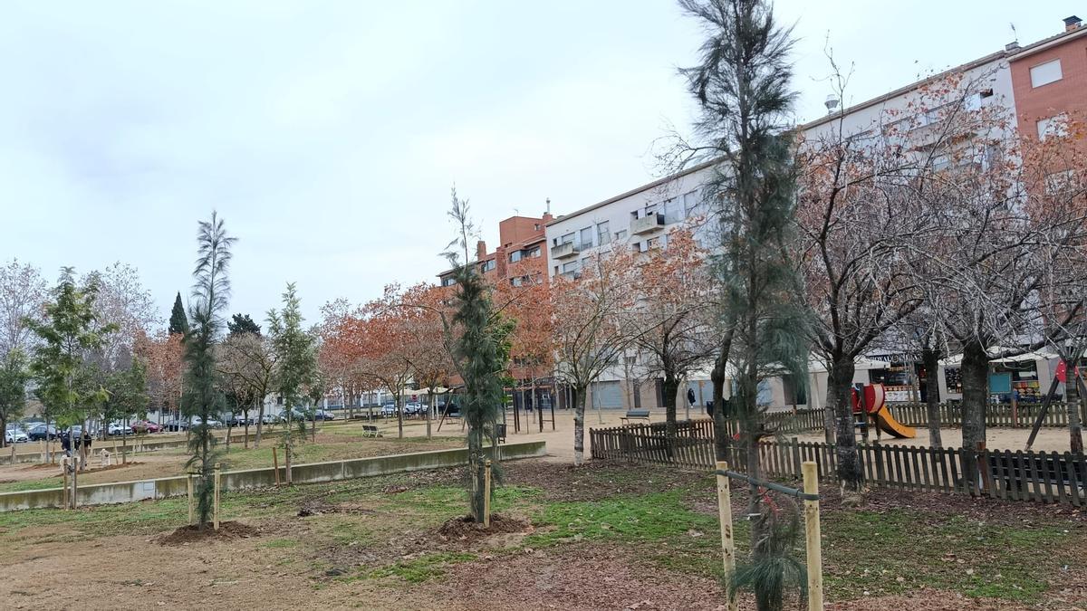 Alguns dels exemplars plantats recentment a Salt.