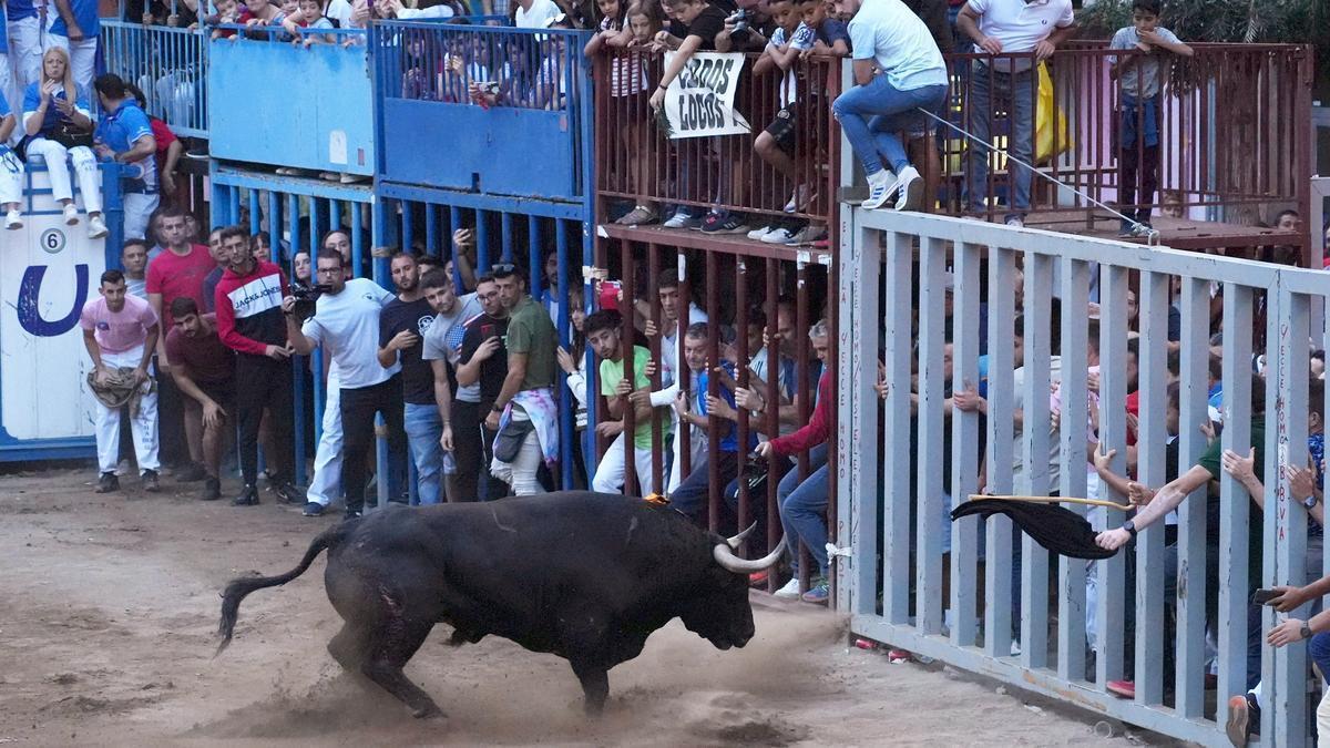 Celebración de 'Bous al Carrer' en un municipio de la Comunitat Valenciana.