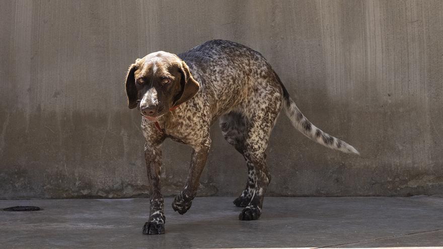 Última llamada” para el 22º Desfile de perros abandonados