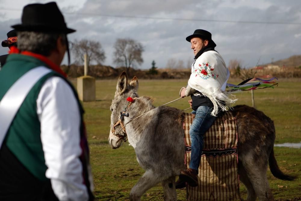 Carrera de cintas en burro en Molacillos.