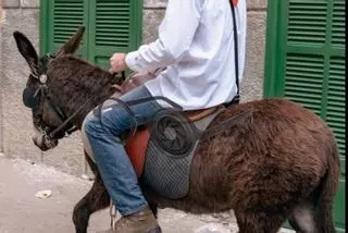 Satya Animal presenta una queja al Ayuntamiento de Artà por "maltrato" hacia los animales en las fiestas de Sant Antoni