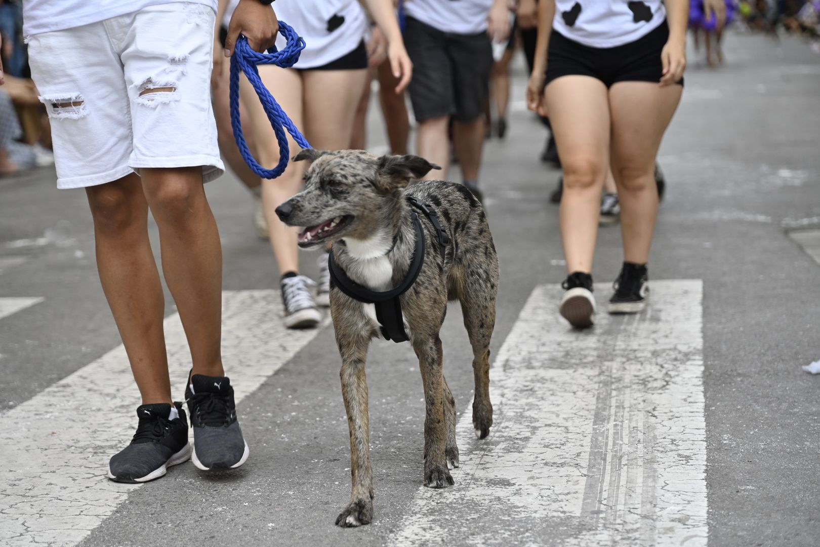 Imaginación y humor al poder en el desfile de las collas del Grau