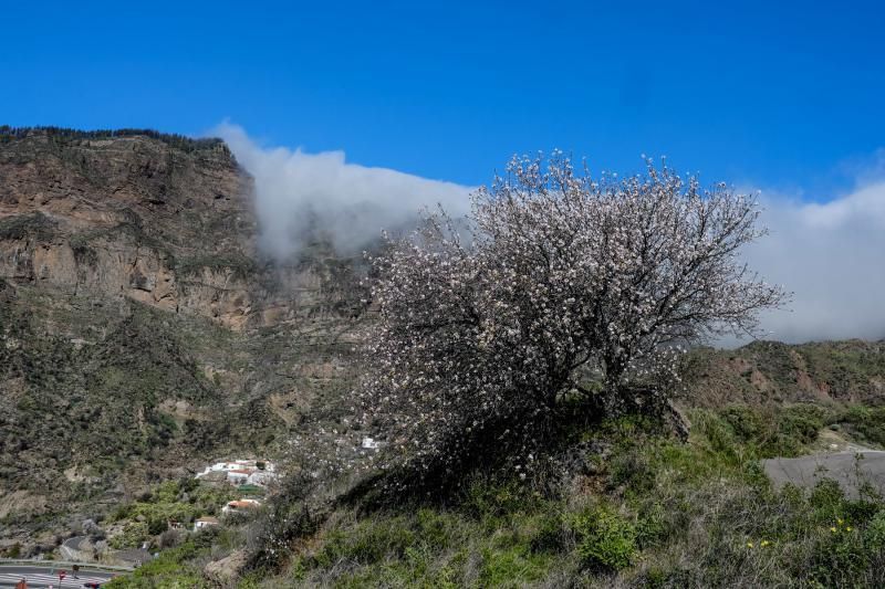 Almendros en flor